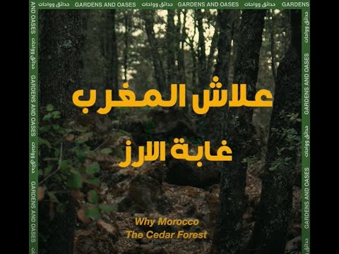 La forêt de cèdres