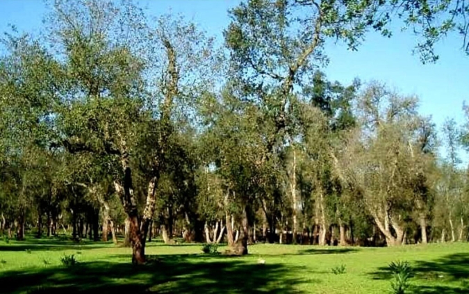 L'aménagement de la forêt de Sala Al Jadida s’inscrit dans une dynamique nationale ambitieuse conjuguant régénération écologique et équipements modernes (ANEF)