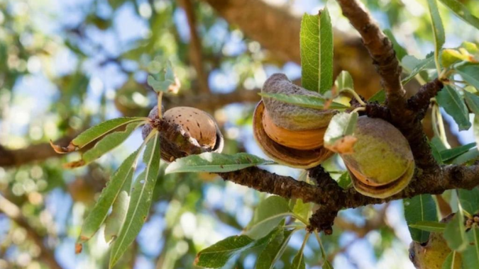 مهرجان اللوز بتافراوت في دورته الـ13: رافعة لتثمين المنتوجات المجالية ودعم الاقتصاد المحلي