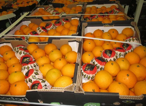 Japan Opens Market to Moroccan Citrus Exports