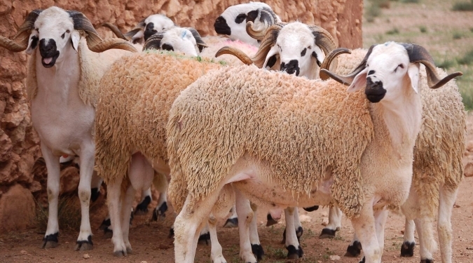 maroc