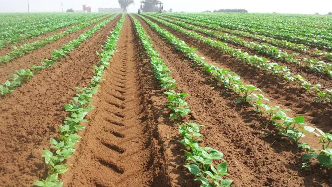 إطلاق عدة مشاريع للفلاحة التضامنية وتعزيز الصمود الفلاحي بإقليم الرحامنة