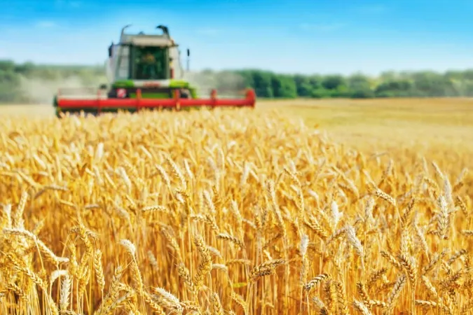 Campagne agricole 2025-2026 : la récolte céréalière prévue à près de 90 Mqx 