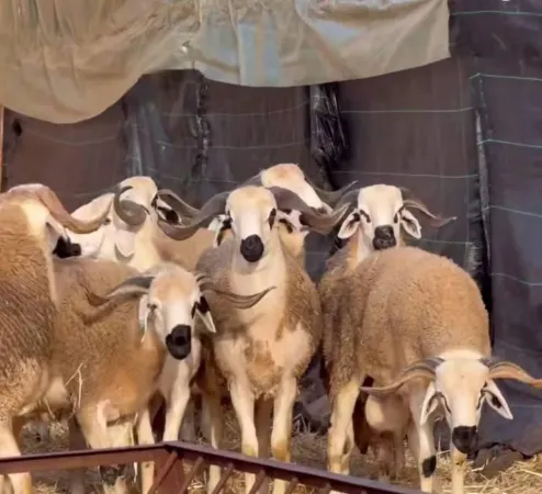 Maroc : la production animale contribue de 35% au PIB agricole