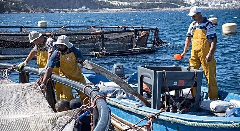 Pesca marítima: La estrategia Halieutis refuerza el liderazgo de Marruecos en el sector (Diario español)