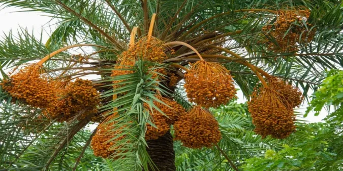 L’INRA s'engage activement au programme national de plantation de 5 millions de palmiers-dattiers à l'horizon 2030